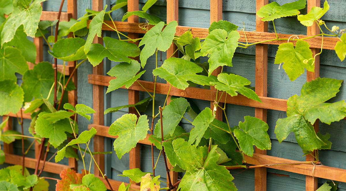 trellis panel with vines
